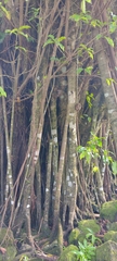 Ficus prolixa