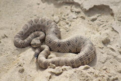 Crotalus enyo