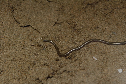 Epictia resetari
