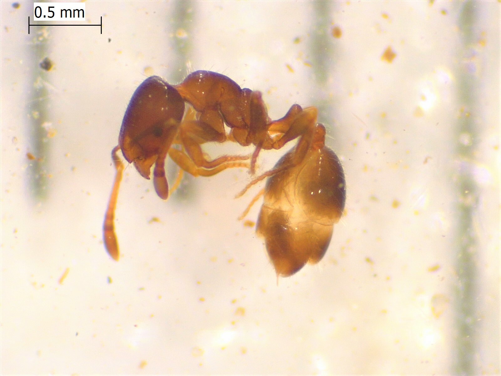 Chelaner smithii