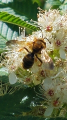 Andrena prunorum