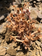 Aphyllon fasciculatum