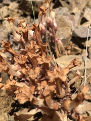 Aphyllon fasciculatum