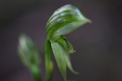 Pterostylis chlorogramma