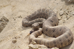 Crotalus enyo