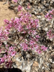 Chorizanthe fimbriata