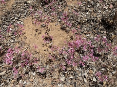 Chorizanthe fimbriata