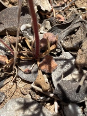 Chorizanthe fimbriata