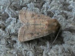 Hoplodrina blanda