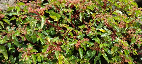 Image of Laportea ruderalis by no rights reserved
