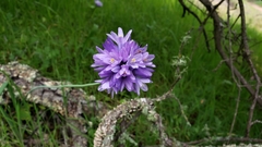 Dichelostemma congestum
