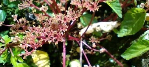 Image of Laportea ruderalis by no rights reserved