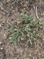 Astragalus lentiginosus chartaceus