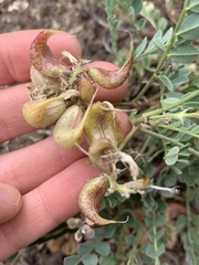 Astragalus lentiginosus chartaceus