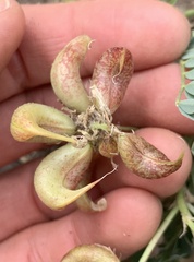 Astragalus lentiginosus chartaceus