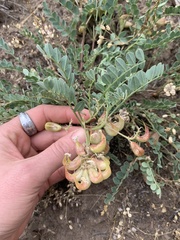 Astragalus lentiginosus chartaceus