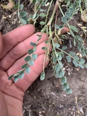 Astragalus lentiginosus chartaceus
