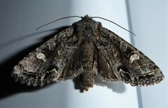 Ichneutica insignis