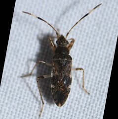 Ligyrocoris litigiosus