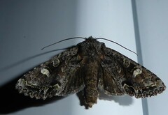 Ichneutica insignis