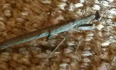 Litaneutria pacifica