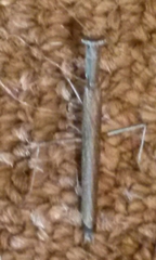 Litaneutria pacifica