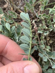 Astragalus lentiginosus chartaceus