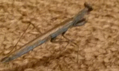 Litaneutria pacifica