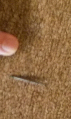 Litaneutria pacifica