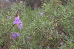 Eremophila gilesii