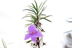 Eremophila gilesii