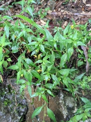 Lysimachia capillipes