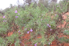 Eremophila gilesii