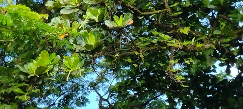 Terminalia carolinensis observed 2022-06-21