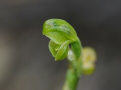 Pterostylis cycnocephala