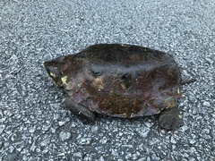 Notochelys platynota