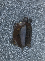 Notochelys platynota