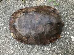 Notochelys platynota