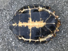 Notochelys platynota