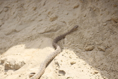 Crotalus enyo