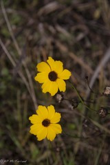 Coreopsis leavenworthii