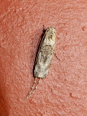 Gerontha