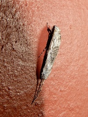 Gerontha