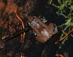 Diasporus