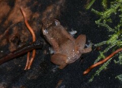 Diasporus