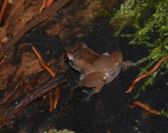 Diasporus