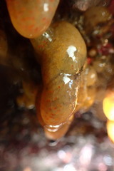 Eudistoma