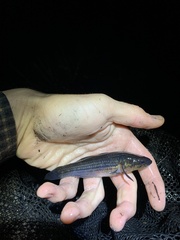 Gobiomorphus australis