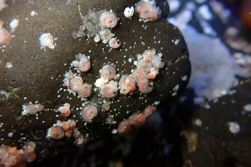 Paradexiospira vitrea
