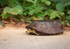 Notochelys platynota